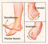 ankle motions