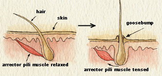 arrector pili muscles